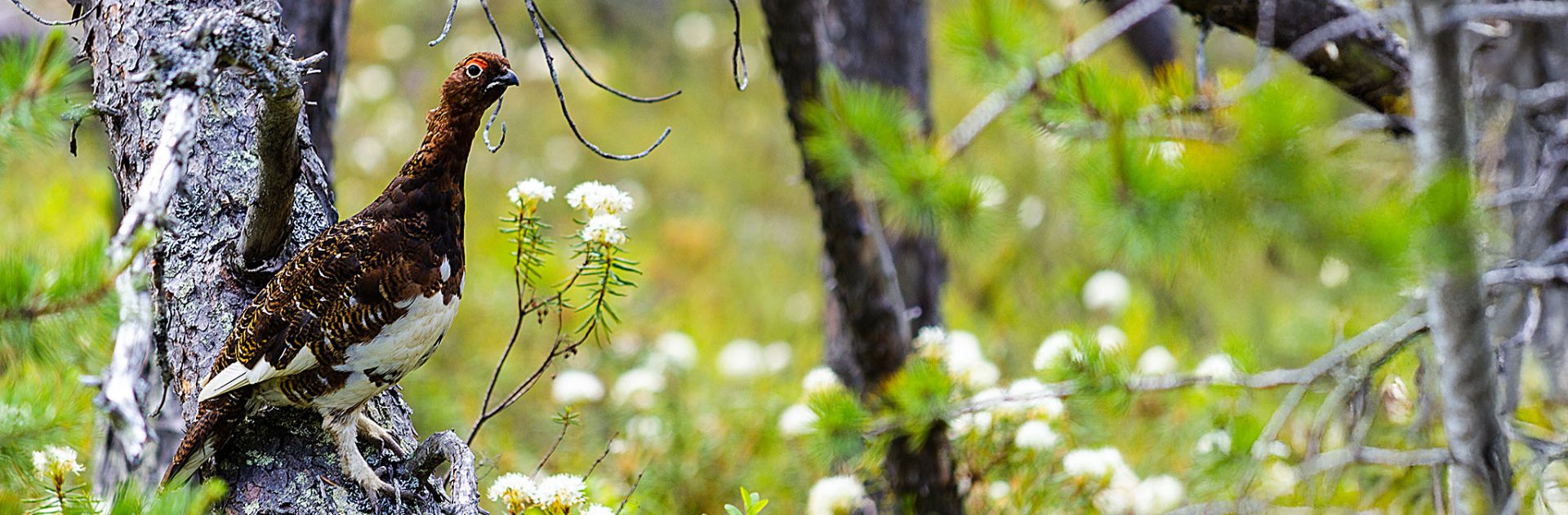 Tekevä Lappia Osuuskunta